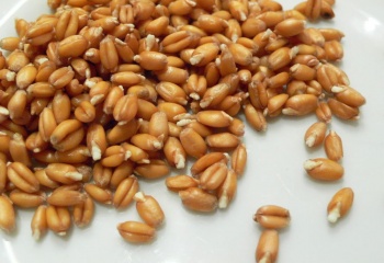 Как применять масло зародышей пшеницы