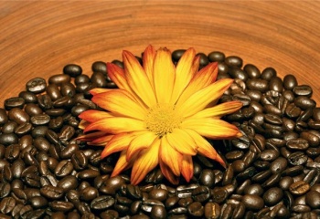 Кофейные скрабы как средство от целлюлита