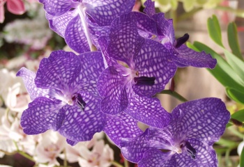 Орхидеи: как ухаживать?