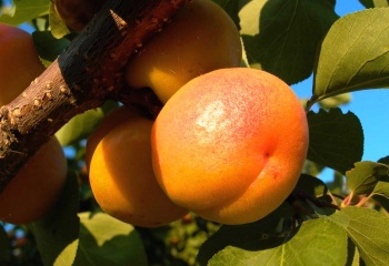 Полезные и лечебные свойства абрикосов