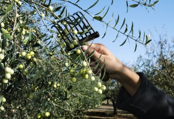 Домашнее оливковое масло