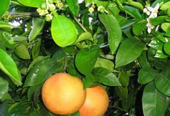 Эфирное масло грейпфрута: состав, польза, применение