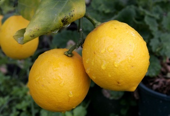 Эфирное масло лимона: состав, польза, лечение