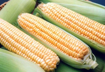 Кукуруза: применение и полезные свойства