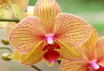 Орхидеи: секреты содержания и ухода