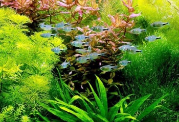 Как выбирать растения для аквариума