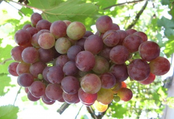 Виноград и его польза для кожи
