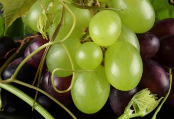 Виноградный сок: состав, польза, противопоказания и производство сока винограда