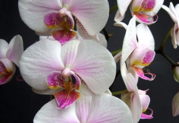 Орхидеи: тонкости ухода