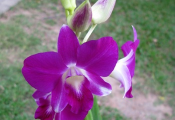 Дикие орхидеи в вашем доме