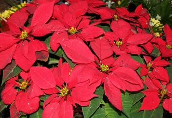 Пуансеттия: рождественский цветок в вашем доме
