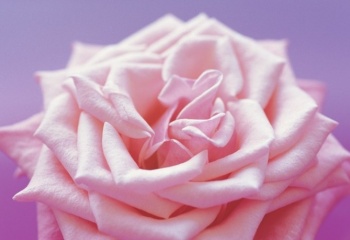 Розовая вода и лосьоны из лепестков роз