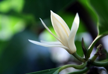 Иланг-иланг: экзотический «цветок цветков»