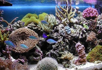 Морской аквариум дома