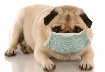 Как избавиться от аллергии на собак 
