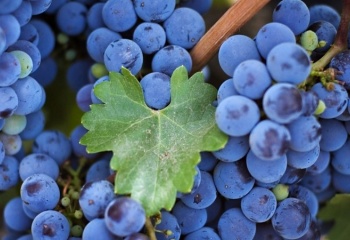 Как правильно сидеть на виноградной диете