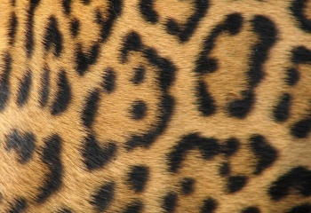 С чем носить леопардовую юбку