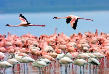 Кения - страна дикой природы