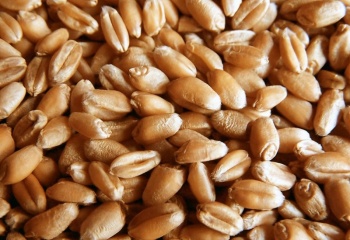 Чем полезны зародыши пшеницы