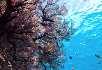 Секрет красоты и здоровья: коралловая вода