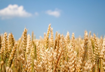 Масло зародышей пшеницы: применение в косметологии