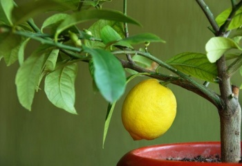 Лимонное дерево дома: уход и выращивание