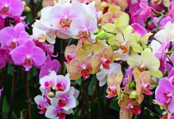 Как ухаживать дома за орхидеей