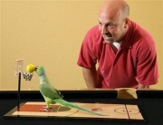 Как играть с попугаем