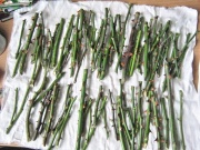 Как укоренить розу