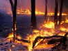 Как предотвратить лесные пожары