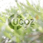 Как на Ucoz поставить баннер