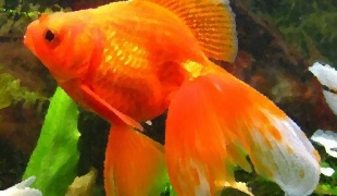 Золотая рыбка исполнит ваши желания